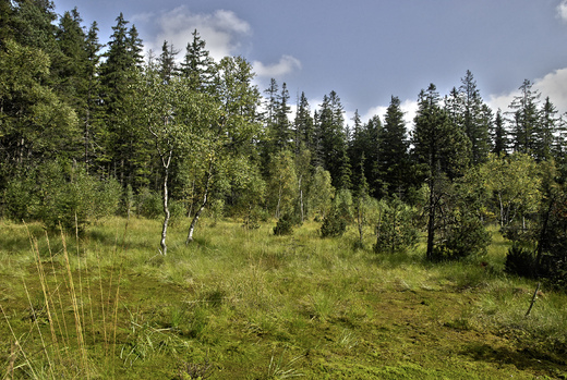 Rejvíz - okolní příroda, rezervace